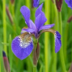 IRIS 'Tropic Night'