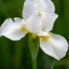 IRIS 'White Swirl' (SIB) -UK Garden Supplies Sales Shop iris white swirl 5260326