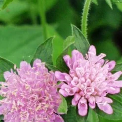 KNAUTIA Dipsacifolia