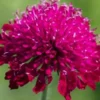 KNAUTIA Macedonica -UK Garden Supplies Sales Shop knautia macedonica