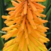 KNIPHOFIA 'Amsterdam' 1 KNIPHOFIA 'Amsterdam' -UK Garden Supplies Sales Shop kniphofia amsterdam