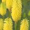 KNIPHOFIA 'Bees' Lemon' -UK Garden Supplies Sales Shop kniphofia bees lemon 1