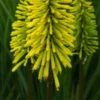 KNIPHOFIA 'Dorset Sentry' -UK Garden Supplies Sales Shop kniphofia dorset sentry 9200057 4