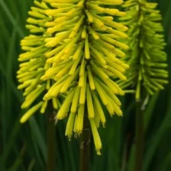 KNIPHOFIA 'Dorset Sentry'