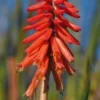KNIPHOFIA 'Nancy's Red' -UK Garden Supplies Sales Shop kniphofia nancy s red 5