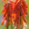KNIPHOFIA 'Strawberries And Cream' -UK Garden Supplies Sales Shop kniphofia strawberries and cream 7061762