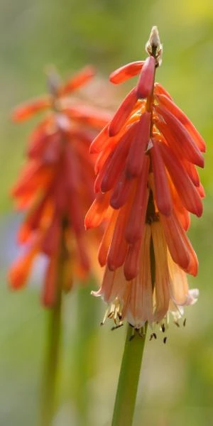 KNIPHOFIA 'Strawberries And Cream' 3 KNIPHOFIA 'Strawberries And Cream'