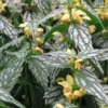 LAMIUM Galeobdolon 'Hermann's Pride' -UK Garden Supplies Sales Shop lamium galeobdolon herman s pride