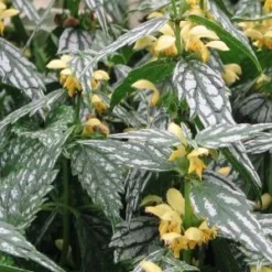 LAMIUM Galeobdolon 'Hermann's Pride'