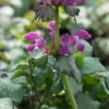 LAMIUM Maculatum 'Beacon Silver' -UK Garden Supplies Sales Shop lamium maculatum beacon silver 4200218