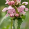 LAMIUM Maculatum 'Pink Pearls' -UK Garden Supplies Sales Shop lamium maculatum pink pearls 5270033 3