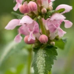 LAMIUM Maculatum 'Pink Pearls'