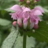 LAMIUM Maculatum 'Pink Pewter' -UK Garden Supplies Sales Shop lamium maculatum pink pewter 5010126