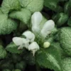 LAMIUM Maculatum 'White Nancy' -UK Garden Supplies Sales Shop lamium maculatum white nancy