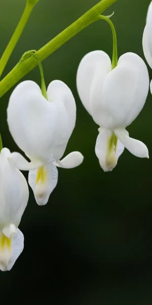 LAMPROCAPNOS Spectabilis 'Alba' 4 LAMPROCAPNOS Spectabilis 'Alba' - Image 2
