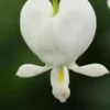 LAMPROCAPNOS Spectabilis 'Alba' -UK Garden Supplies Sales Shop lamprocapnos spectabilis alba 2231157