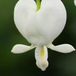 LAMPROCAPNOS Spectabilis 'Alba'