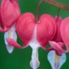 LAMPROCAPNOS Spectabilis 'Valentine' -UK Garden Supplies Sales Shop lamprocapnos spectabilis valentine 3090359