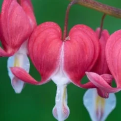 LAMPROCAPNOS Spectabilis 'Valentine'