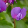 LATHYRUS Vernus -UK Garden Supplies Sales Shop lathyrus vernus 4100479 2