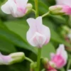 LATHYRUS Vernus 'Alboroseus' -UK Garden Supplies Sales Shop lathyrus vernus alboroseus 4160688
