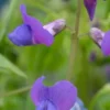 LATHYRUS Vernus 'Cynaeus' -UK Garden Supplies Sales Shop lathyrus vernus cynaeus 4100471