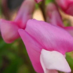 LATHYRUS Vernus 'Dama Rosa'