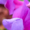 LATHYRUS Vernus 'Dama Violetta' -UK Garden Supplies Sales Shop lathyrus vernus dama violetta 2