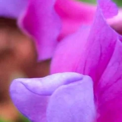 LATHYRUS Vernus 'Dama Violetta'