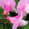 LATHYRUS Vernus 'Dark Pink' -UK Garden Supplies Sales Shop lathyrus vernus dark pink