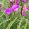 LATHYRUS Vernus 'Gracilis' -UK Garden Supplies Sales Shop lathyrus vernus gracilis 3270431