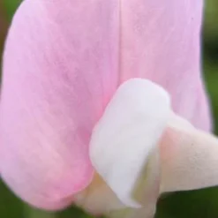 LATHYRUS Vernus 'Gracilis' Pink Form