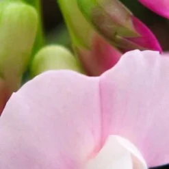 LATHYRUS Vernus 'Little Elf'