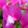 LATHYRUS Vernus 'Maroon' -UK Garden Supplies Sales Shop lathyrus vernus maroon 2