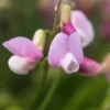 LATHYRUS Vernus 'Pendulus' 2 LATHYRUS Vernus 'Pendulus' -UK Garden Supplies Sales Shop lathyrus vernus pendulus 3270439