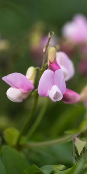 LATHYRUS Vernus 'Pendulus' 3 LATHYRUS Vernus 'Pendulus'