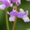 LATHYRUS Vernus 'Subtle Hints' -UK Garden Supplies Sales Shop lathyrus vernus subtle hints 3280530