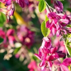 LESPEDEZA Thunbergii
