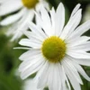LEUCANTHEMELLA Serotina -UK Garden Supplies Sales Shop leucanthemella serotina 9230305