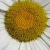 LEUCANTHEMUM X Superbum 2 LEUCANTHEMUM X Superbum -UK Garden Supplies Sales Shop leucanthemum x superbum