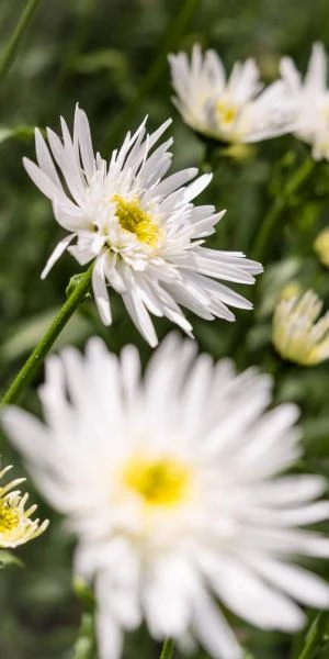 LEUCANTHEMUM X Superbum 'Christine Hagemann' 3 LEUCANTHEMUM X Superbum 'Christine Hagemann'