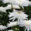 LEUCANTHEMUM X Superbum 'Eisstern' -UK Garden Supplies Sales Shop leucanthemum x superbum eisstern 7140048