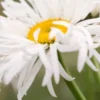 LEUCANTHEMUM X Superbum 'Phyllis Smith' -UK Garden Supplies Sales Shop leucanthemum x superbum phyllis smith 7170034 3