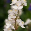 LIBERTIA Chilensis (grandiflora) -UK Garden Supplies Sales Shop libertia chilensis 5180034 2