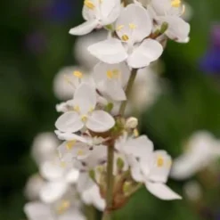 LIBERTIA Chilensis (grandiflora)