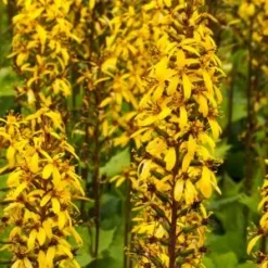 LIGULARIA Stenocephala