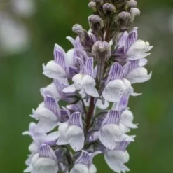 LINARIA X Dominii 'Carnforth'