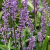 LIRIOPE Muscari 2 LIRIOPE Muscari -UK Garden Supplies Sales Shop liriope muscari 9280493