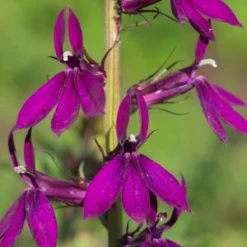 LOBELIA X Speciosa 'Hadspen Purple' PBR