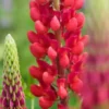 LUPINUS 'Morello Cherry' -UK Garden Supplies Sales Shop lupinus morello cherry 5160713